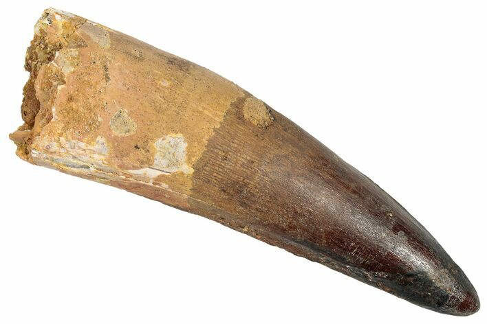 Real Fossil Spinosaurus Tooth - Huge Dinosaur Tooth #351609